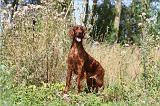 SETTER IRLANDAIS 079